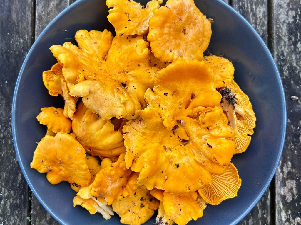 Apanha de cogumelos